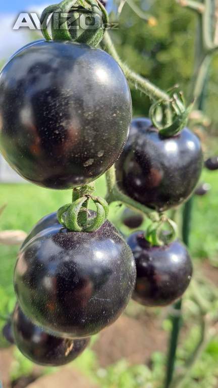 Foto inzerátu Černé rajče (indigo) velké semínka