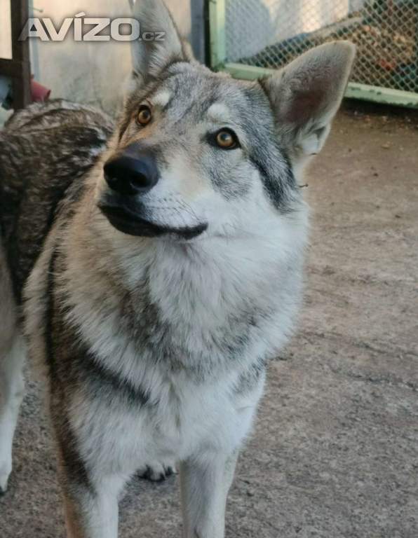 Československý vlčák 