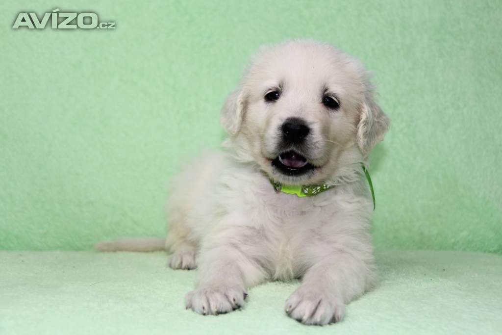 Foto inzerátu Slovenský čuvač s PP