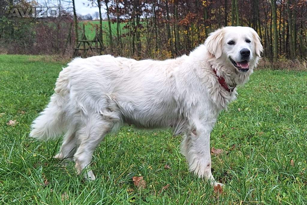 Foto inzerátu Slovenský čuvač s PP