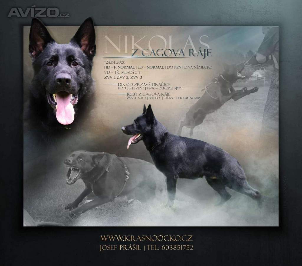 Foto inzerátu Německý ovčák štěňata 