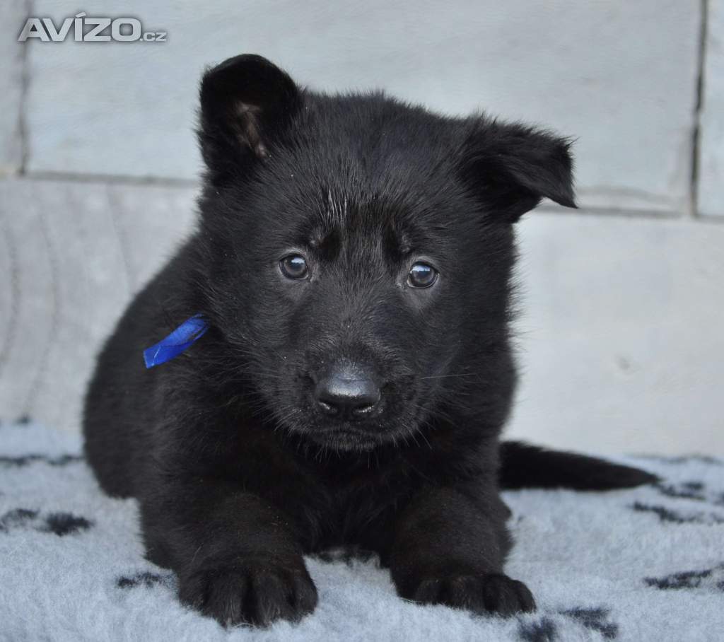 Štěňata Německého Ovčáka bez PP