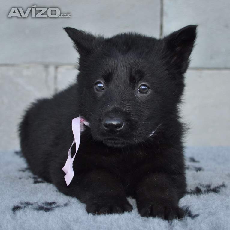 Foto inzerátu Štěňata Německého Ovčáka bez PP