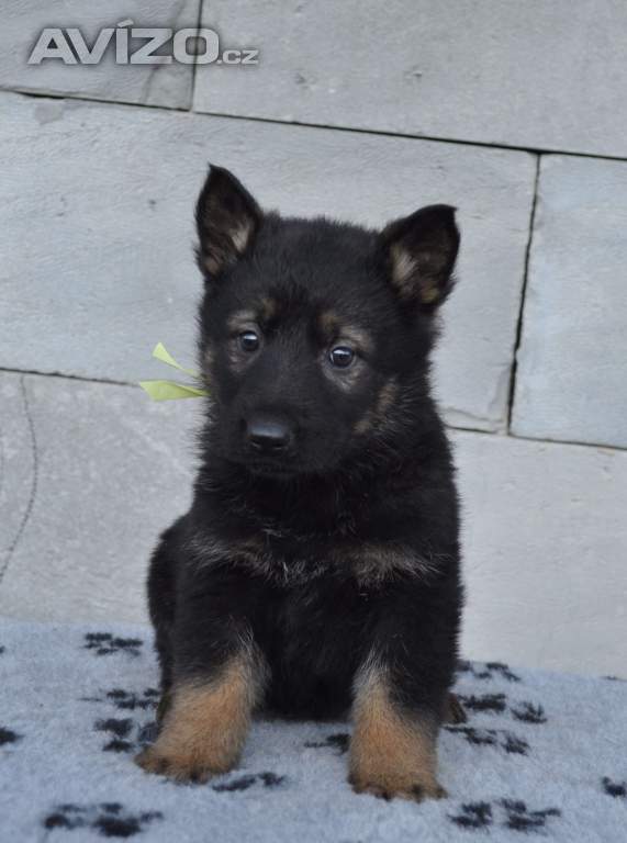 Foto inzerátu Štěňata Německého Ovčáka bez PP