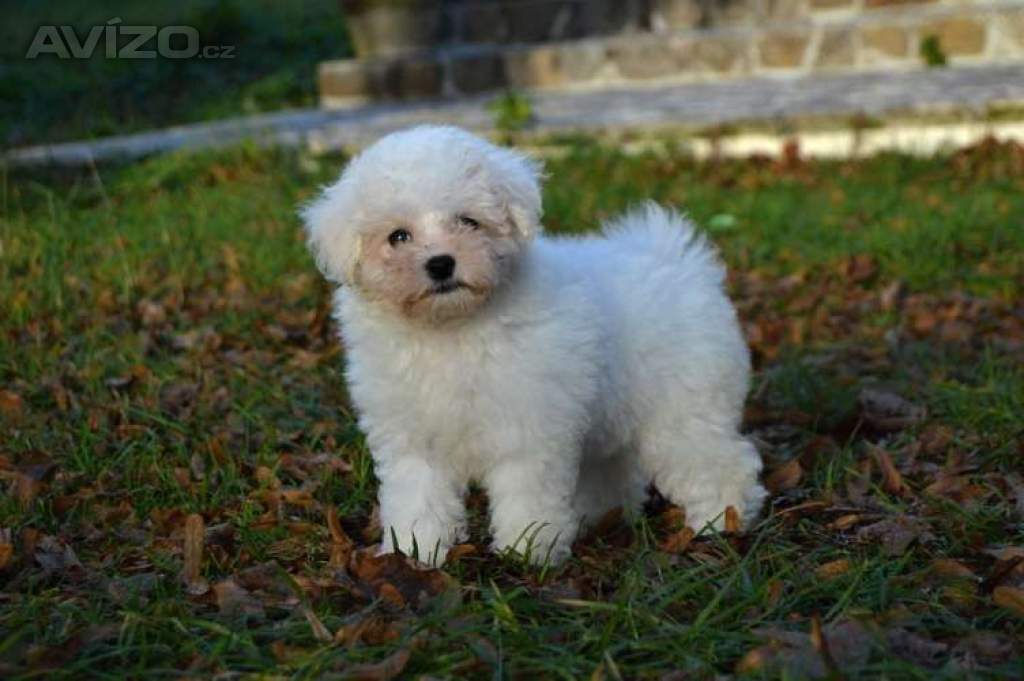 Foto inzerátu Bišonek Frisé s PP