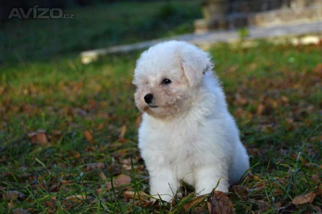 Foto inzerátu Bišonek Frisé s PP
