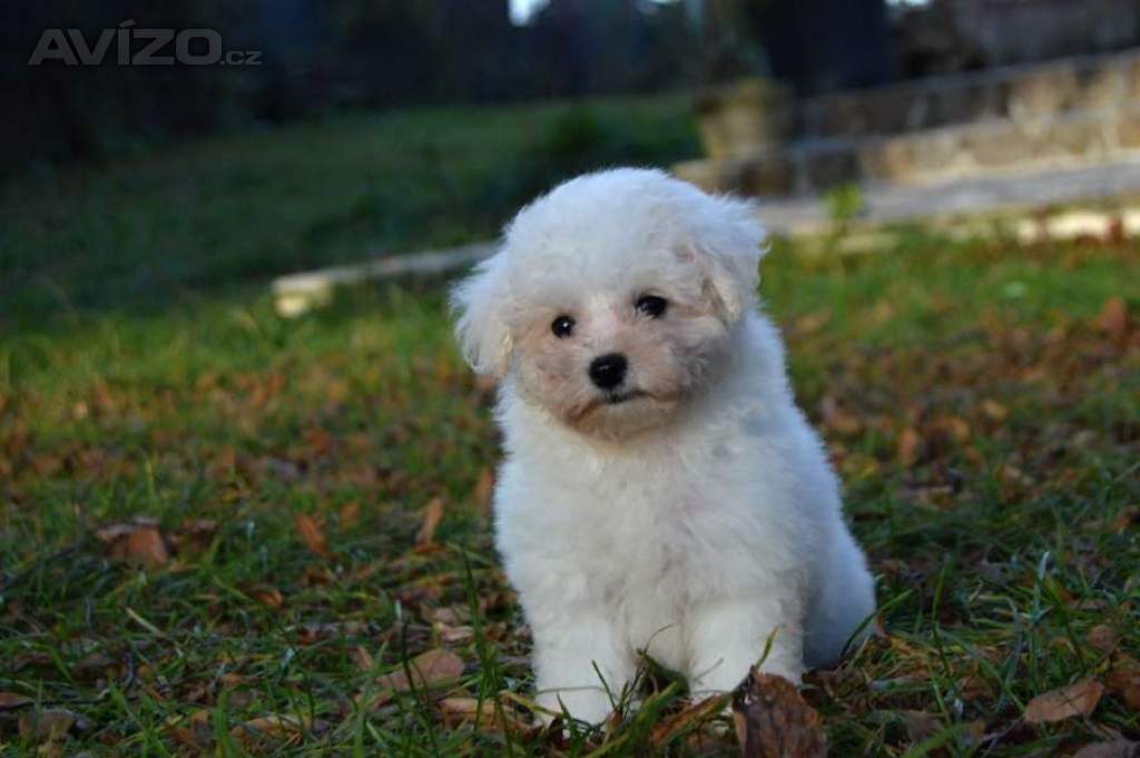 Foto inzerátu Bišonek Frisé s PP