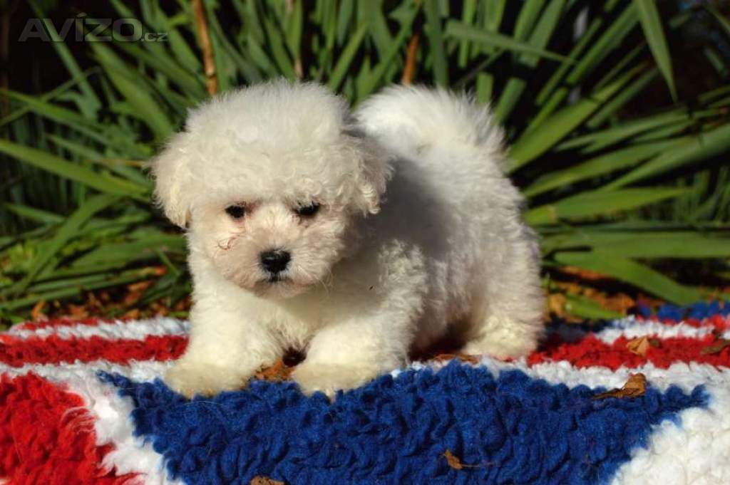 Foto inzerátu Bišonek Frisé s PP