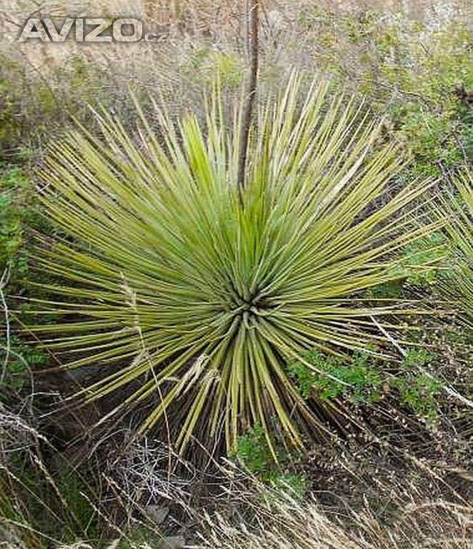 Agave striata subsp. falcata - semena