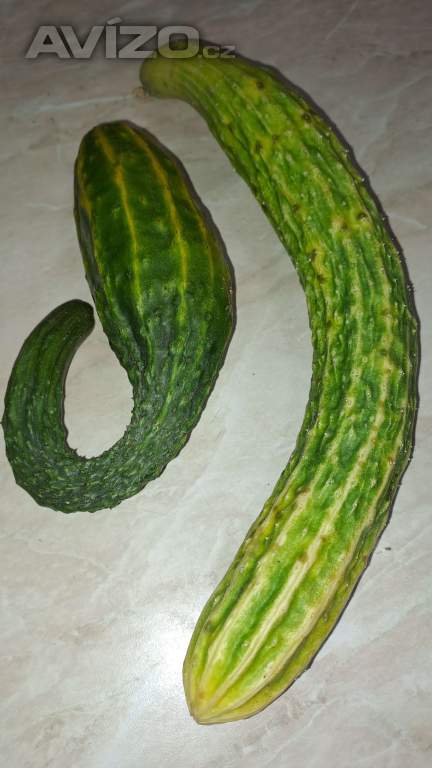 Foto inzerátu Čínská okurka Suyo Long semínka