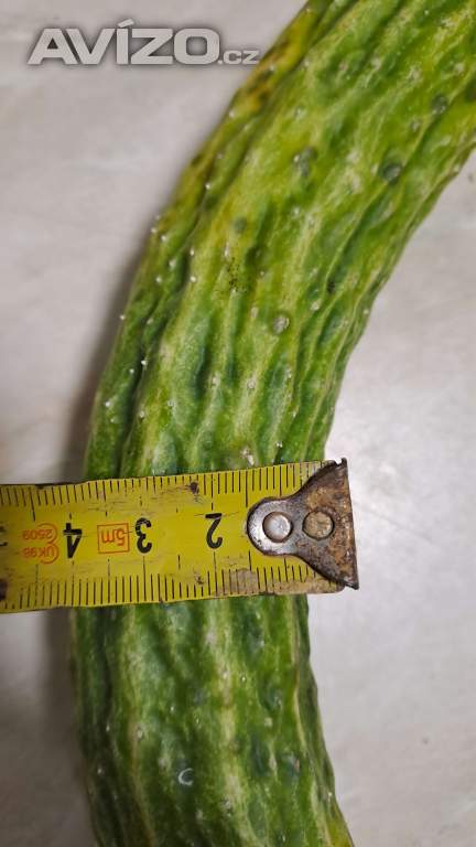 Foto inzerátu Čínská okurka Suyo Long semínka