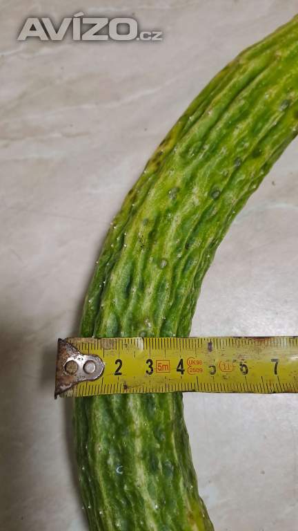 Foto inzerátu Čínská okurka Suyo Long semínka