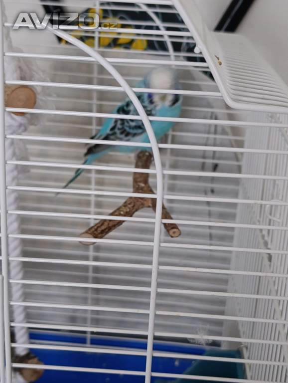 Foto inzerátu Prodám 