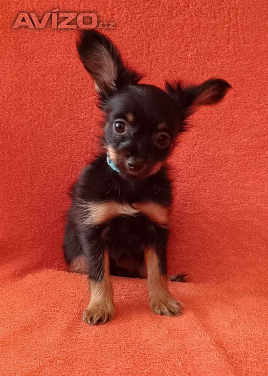 Foto inzerátu Ruský toy s PP