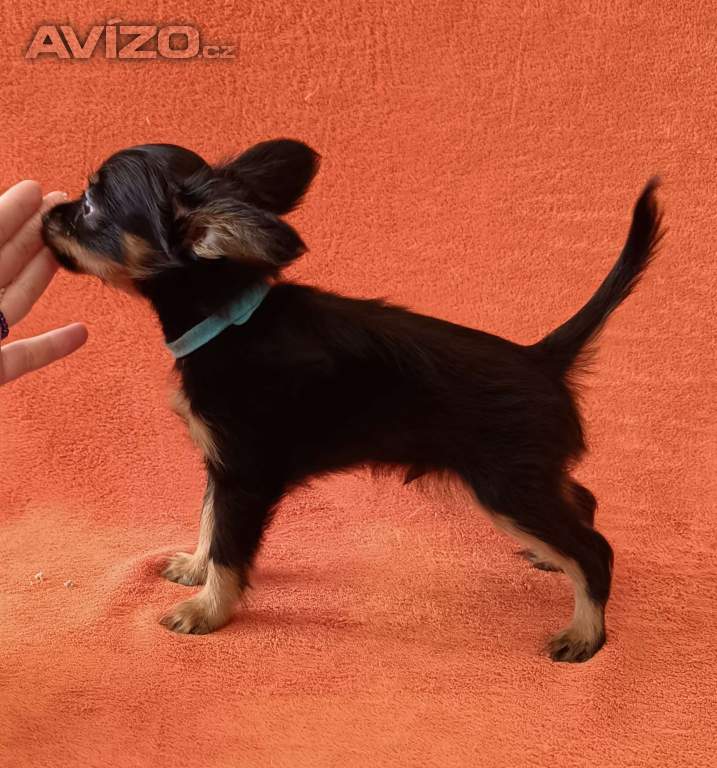 Foto inzerátu Ruský toy s PP