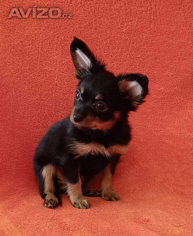 Foto inzerátu Ruský toy s PP