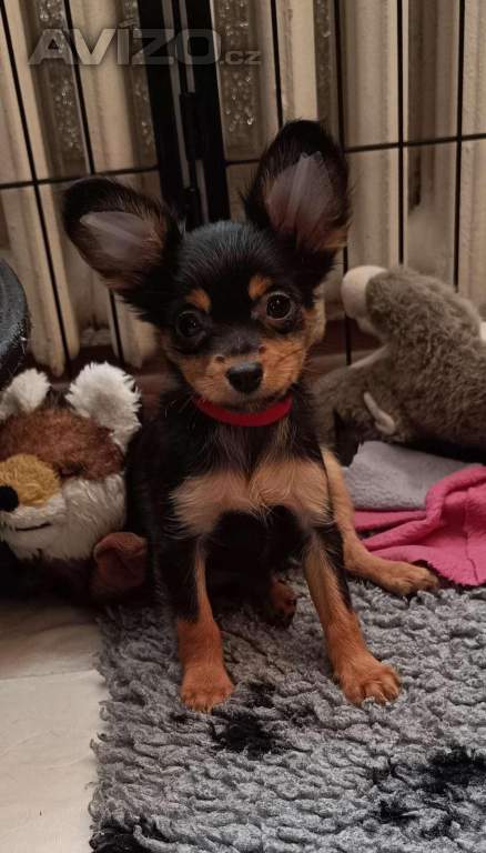 Foto inzerátu Ruský toy s PP