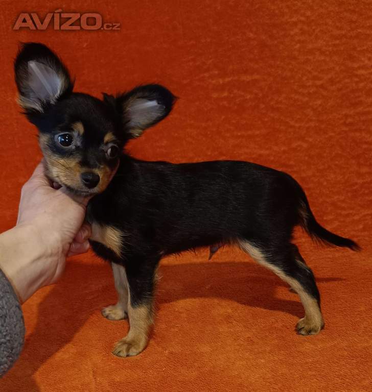 Foto inzerátu Ruský toy s PP