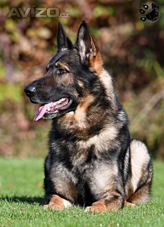 Německý ovčák štěnata s pp