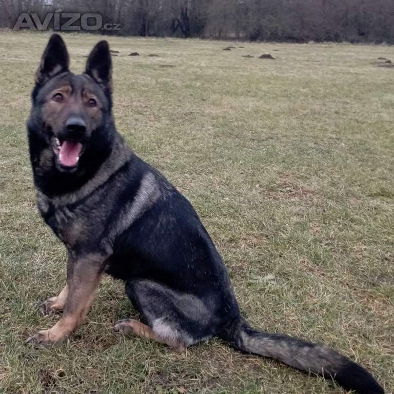 Foto inzerátu Německý ovčák štěnata s pp