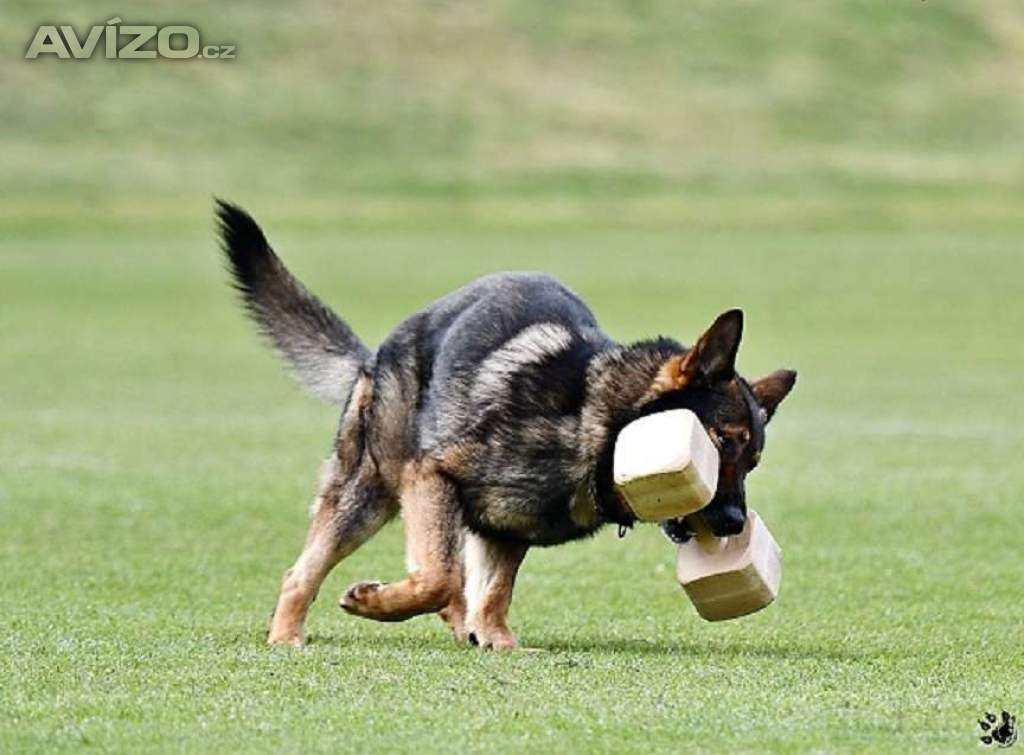 Foto inzerátu Německý ovčák štěnata s pp