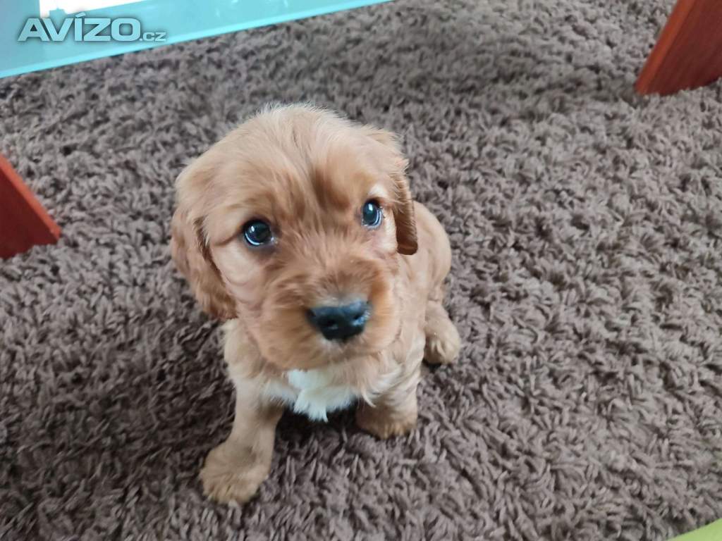 Foto inzerátu Anglický kokršpaněl - poslední pejsek