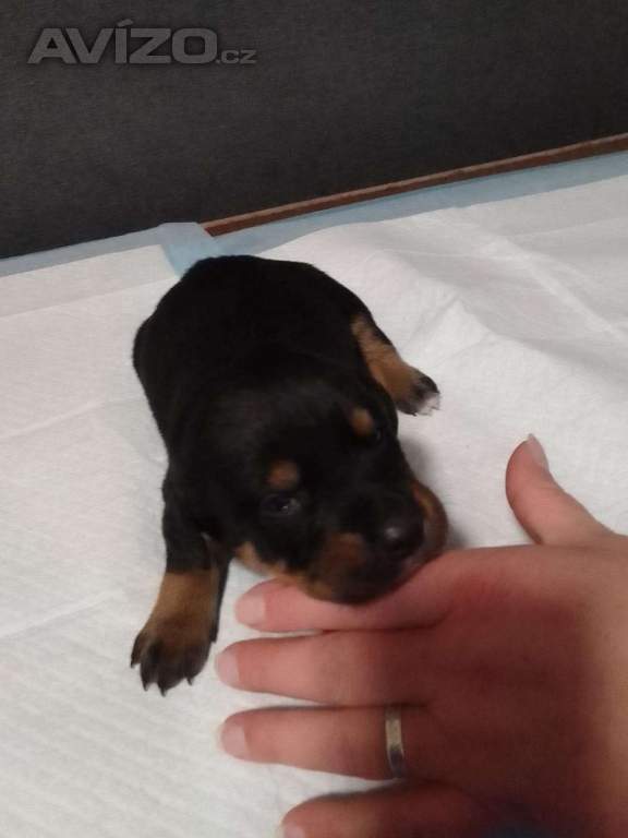 Foto inzerátu Štěňátka 