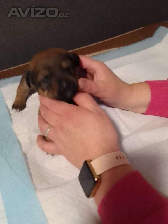 Foto inzerátu Štěňátka 
