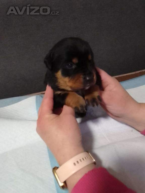 Foto inzerátu Štěňátka 
