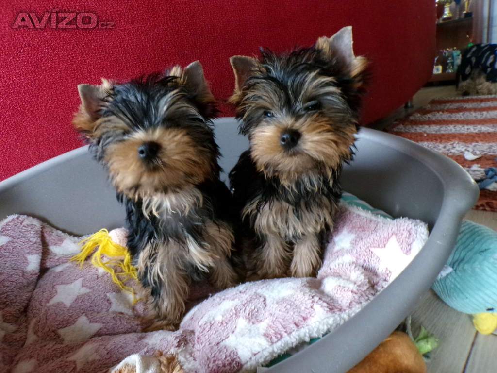 Foto inzerátu Jorkšírský terrier s PP