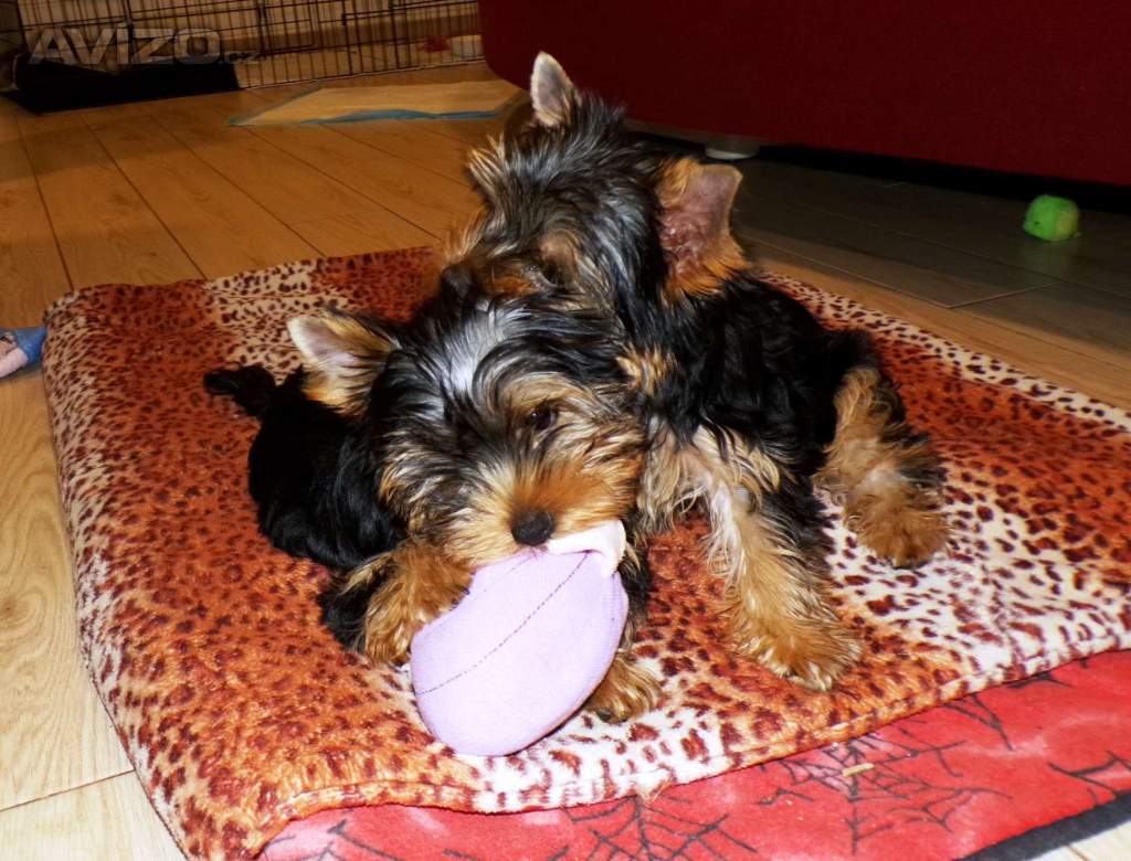 Foto inzerátu Jorkšírský terrier s PP