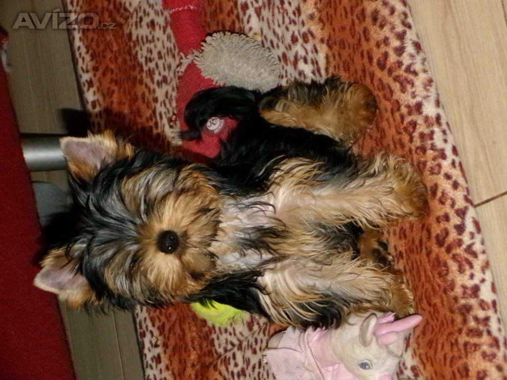 Foto inzerátu Jorkšírský terrier s PP