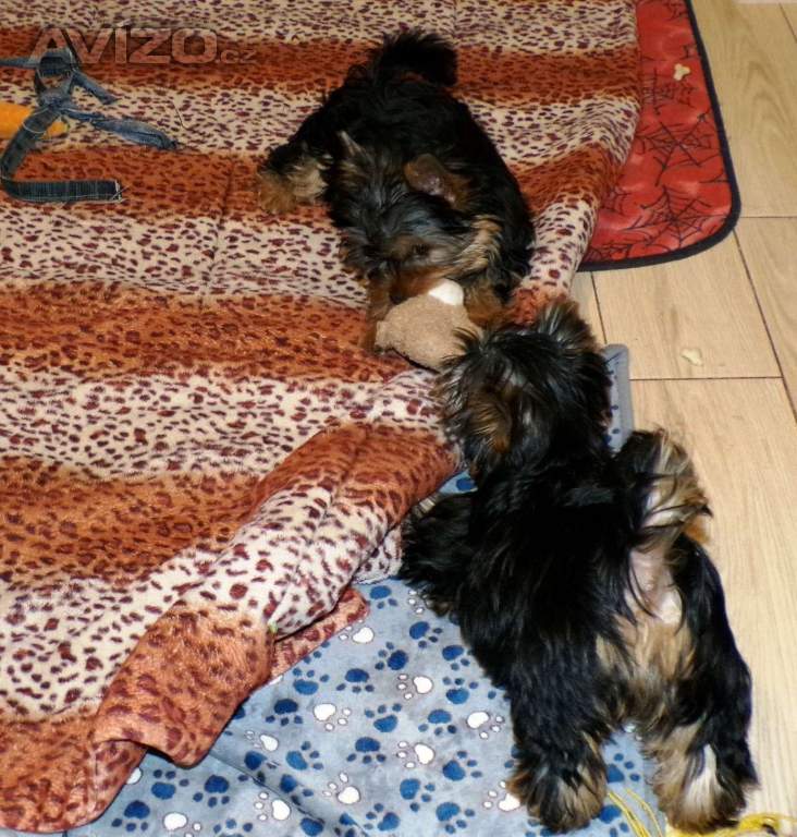 Foto inzerátu Jorkšírský terrier s PP