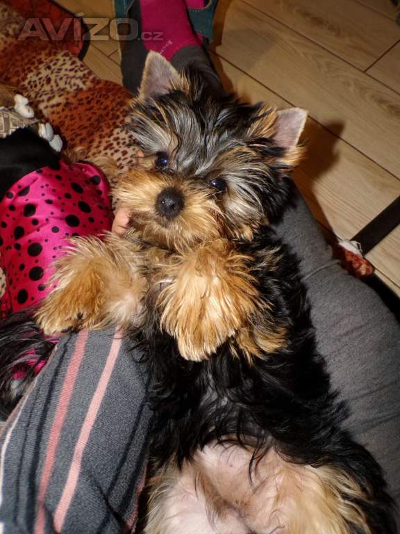 Foto inzerátu Jorkšírský terrier s PP