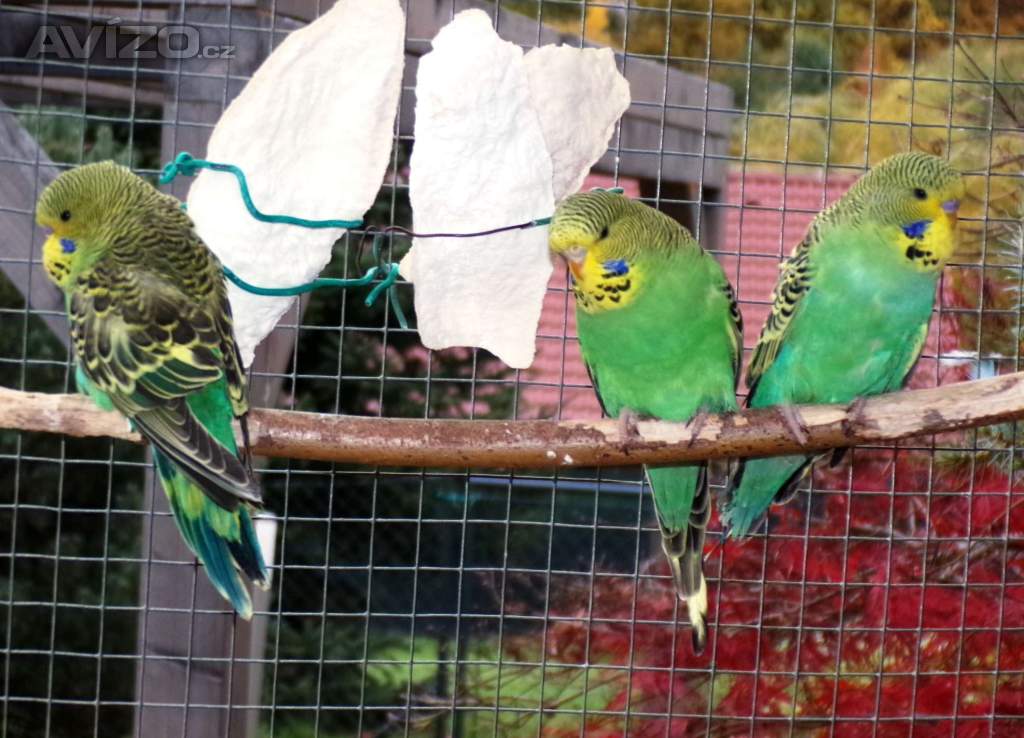 Foto inzerátu Andulka vlnkovaná