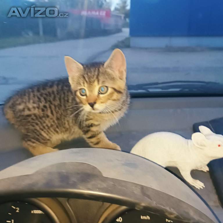Foto inzerátu Britské kotě x