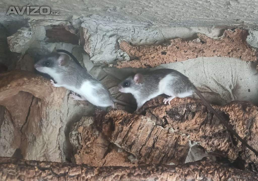 Foto inzerátu Krysa akáciová