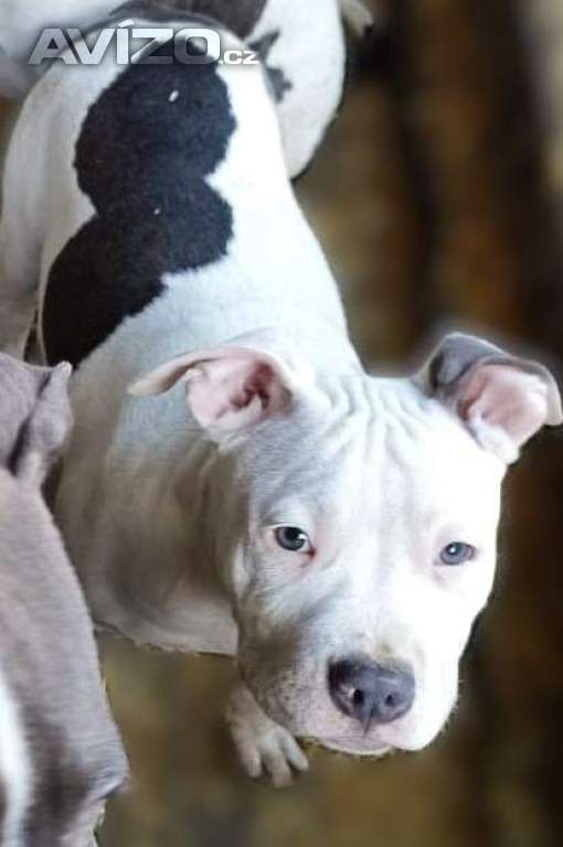 Foto inzerátu Americký staffordšírský teriér modrá št., s P.P.