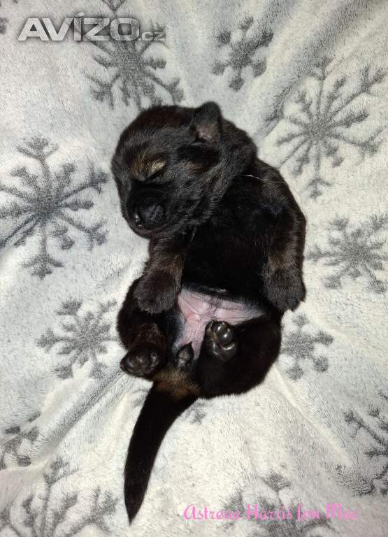 Foto inzerátu Tibetská doga