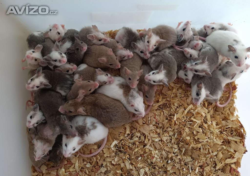 Mastomyši /krysa malá/