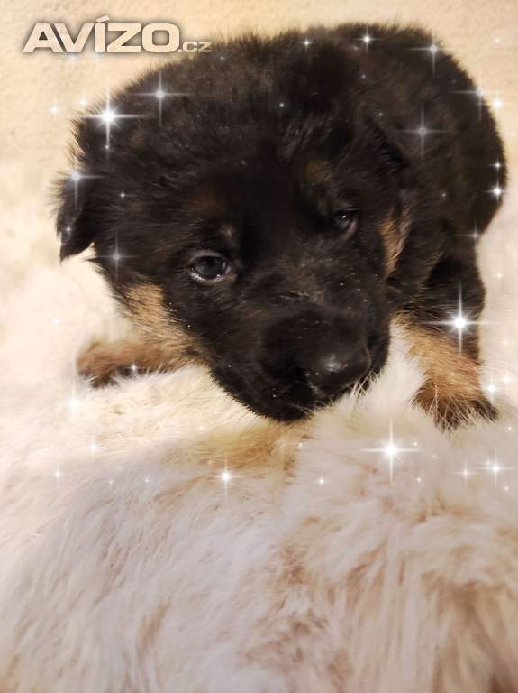 Německý ovčák štěňata s PP 