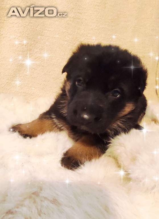 Foto inzerátu Německý ovčák štěňata s PP 