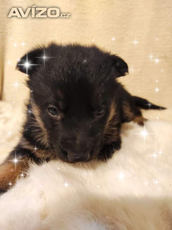 Foto inzerátu Německý ovčák štěňata s PP 
