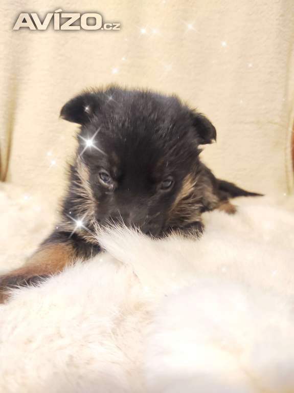 Foto inzerátu Německý ovčák štěňata s PP 