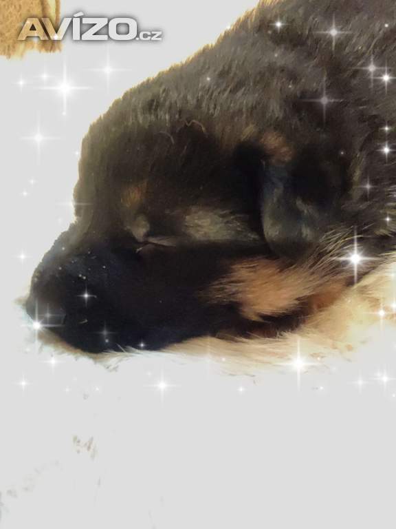 Foto inzerátu Německý ovčák štěňata s PP 