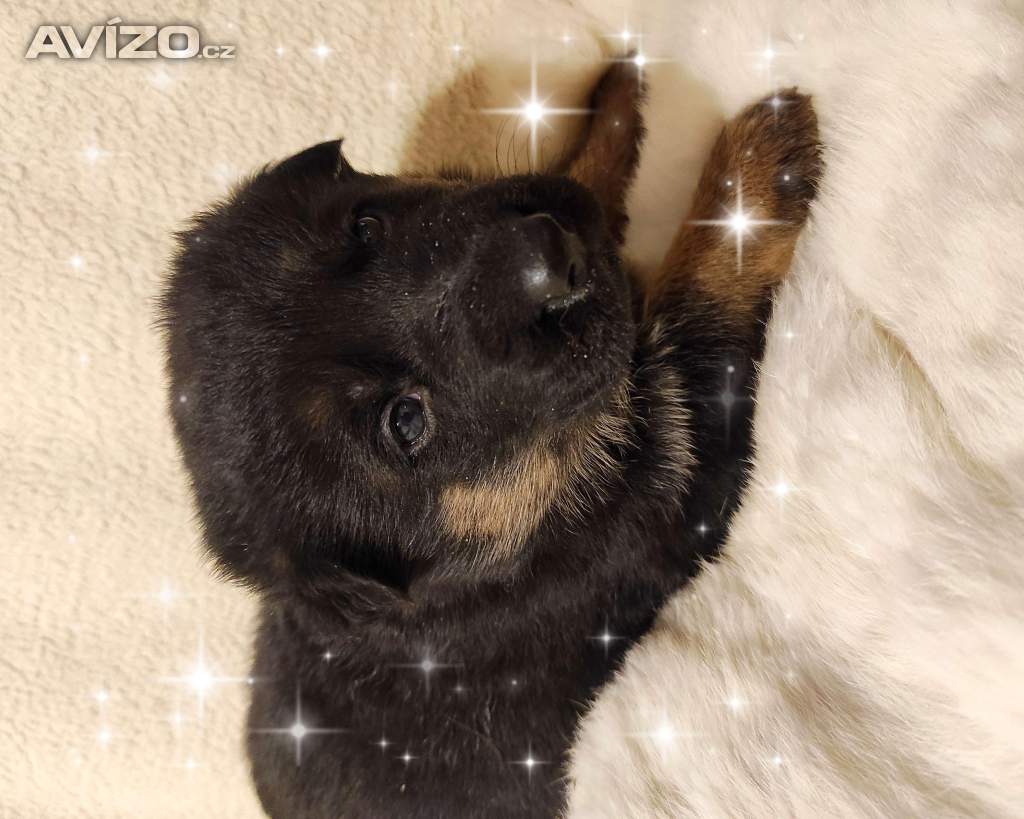 Foto inzerátu Německý ovčák štěňata s PP 