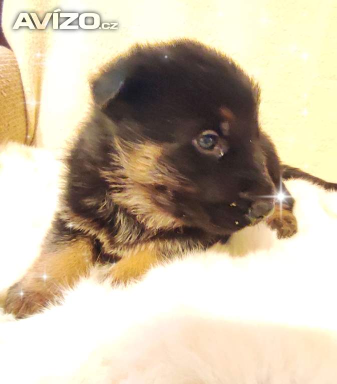 Foto inzerátu Německý ovčák štěňata s PP 