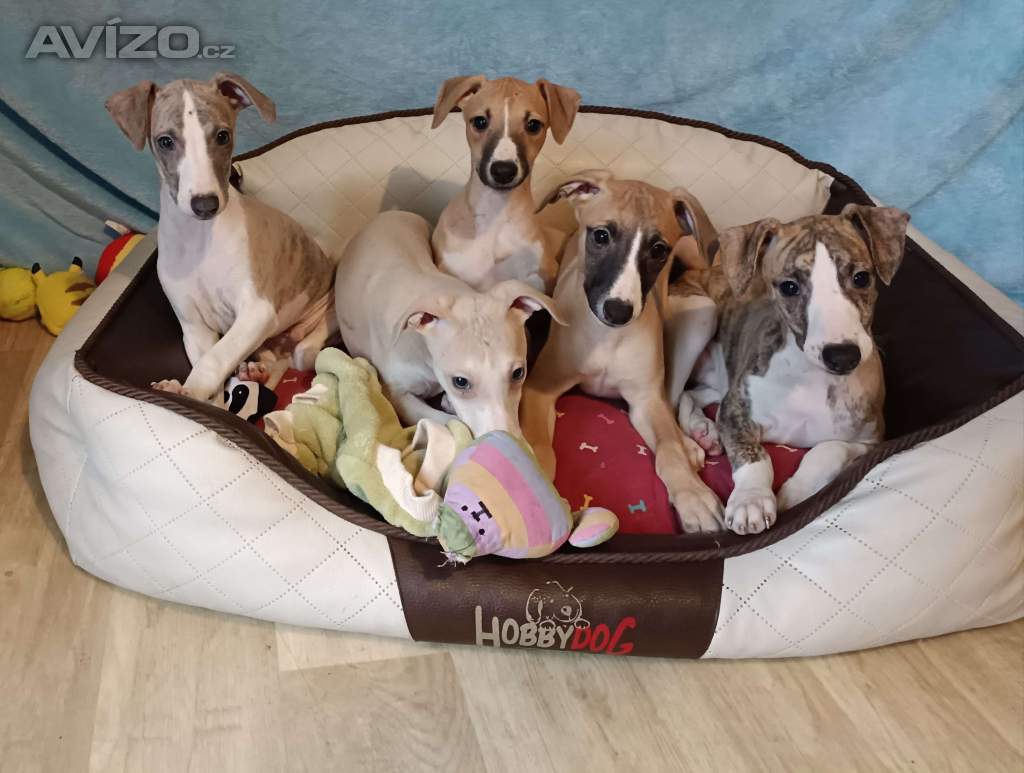 Vipet /Whippet/ - štěňátka s PP