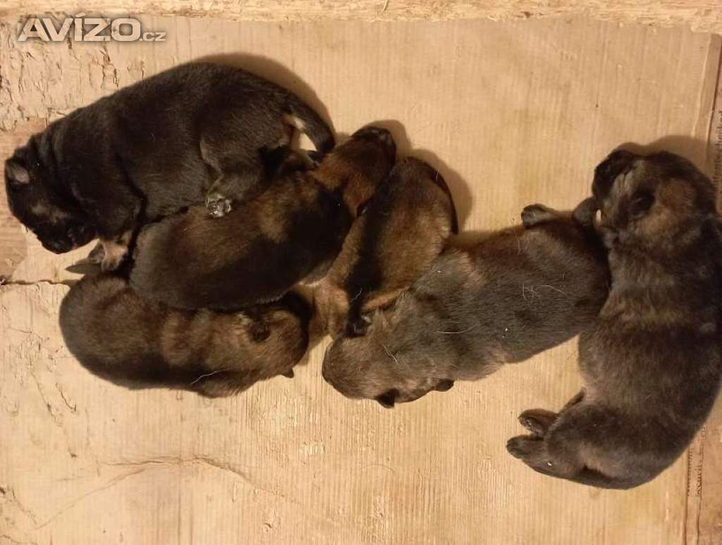 Foto inzerátu Německý ovčák štěnata s pp