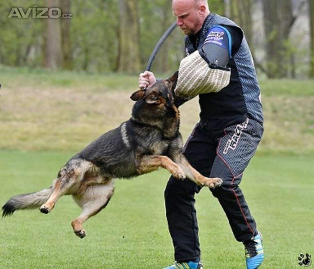 Foto inzerátu Německý ovčák štěnata s pp